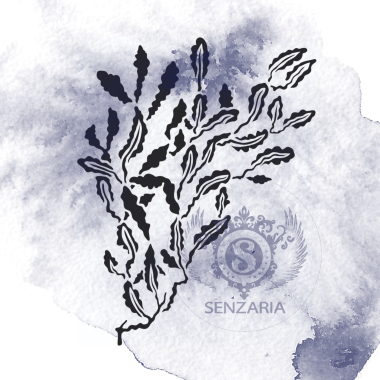 Трафарет - Филлофора